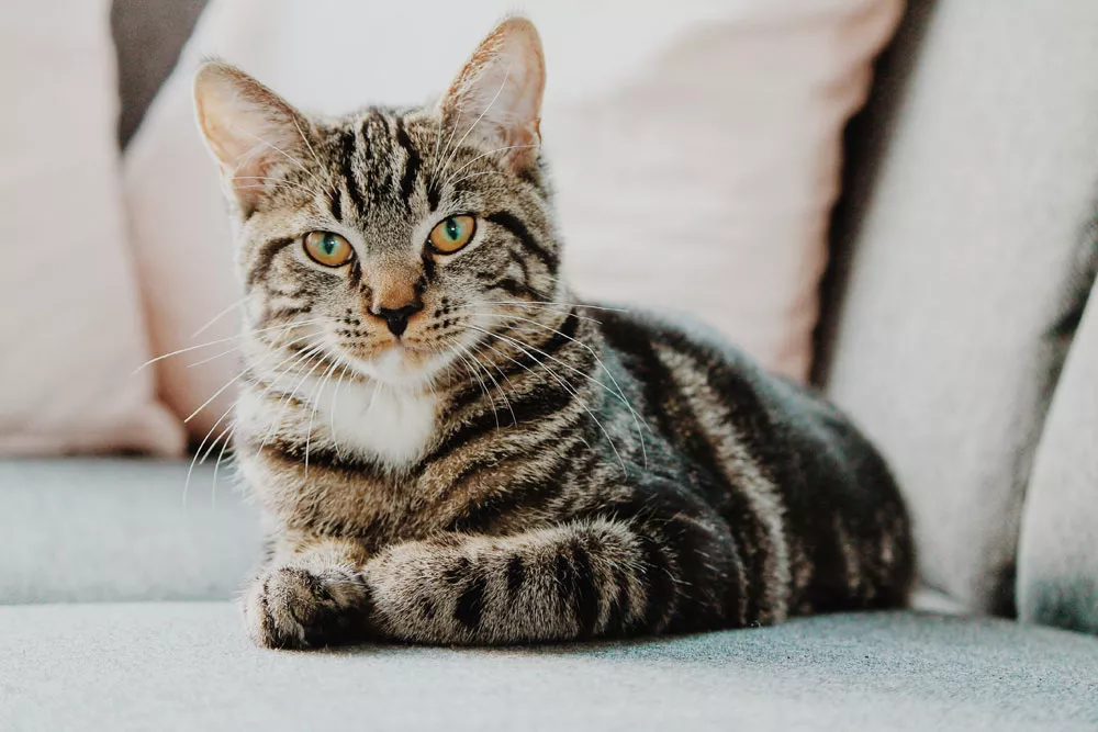 Pet Blog